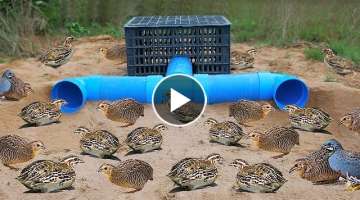  Making Trap To Catch Quail Bird using Plastic Basket 