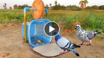Easy Bird Trap - Simple DIY Creative Bird Trap make from water Wood and Basket That Work 100%