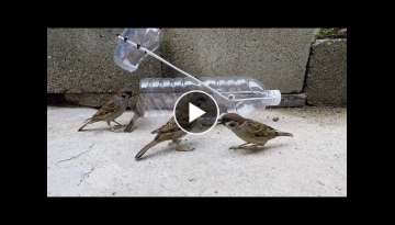 Water bottle bird trap