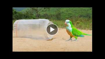 Build Unique Underground Parrot Trap Using Deep Hole
