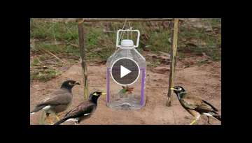 Simple Bird Trap Technology Make from Bottle Drop down in Hole 
