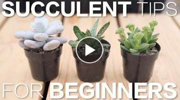 Succulent Tips for Beginners