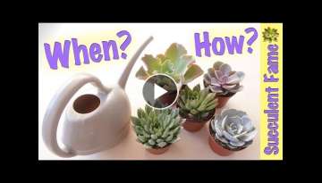 How To Water Succulents